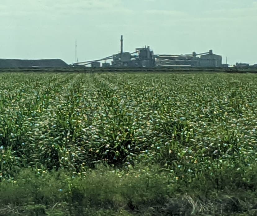 Real Florida: the Sugar Cane Growers Cooperative of Florida mill at Belle Glade behind a cane field, 2020, photographed by Jamesmartin111, CC0.