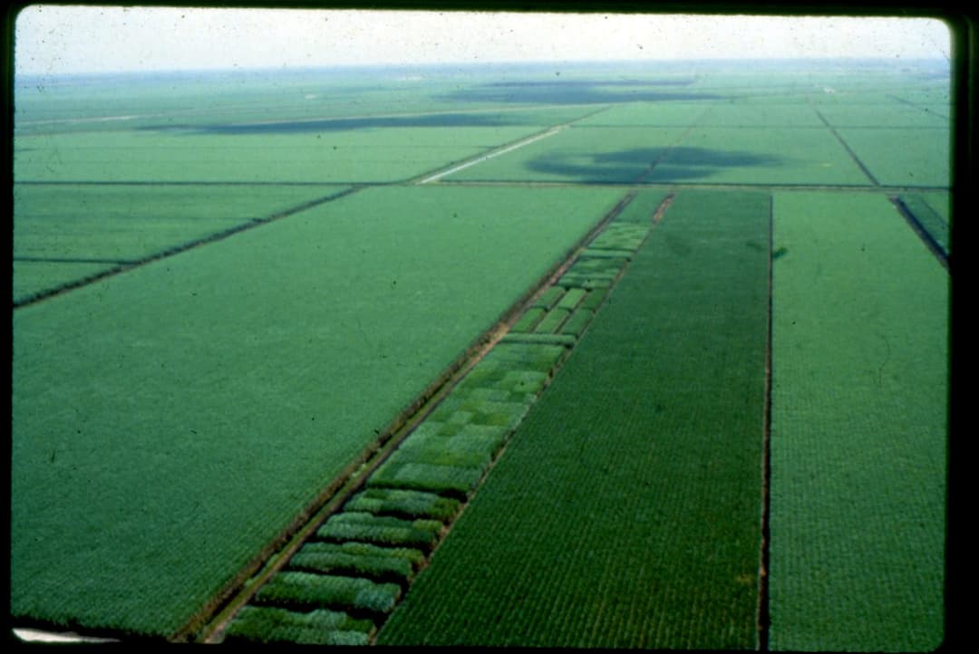 Real Florida: sugarcane fields near Canal Point seen from the air, around 1968. Andrew Migneault, USDA-ARS, public domain.