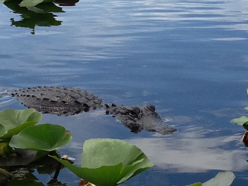 Real Everglades: an American alligator in Everglades National Park, photographed by Jacklee, CC BY-SA 4.0.