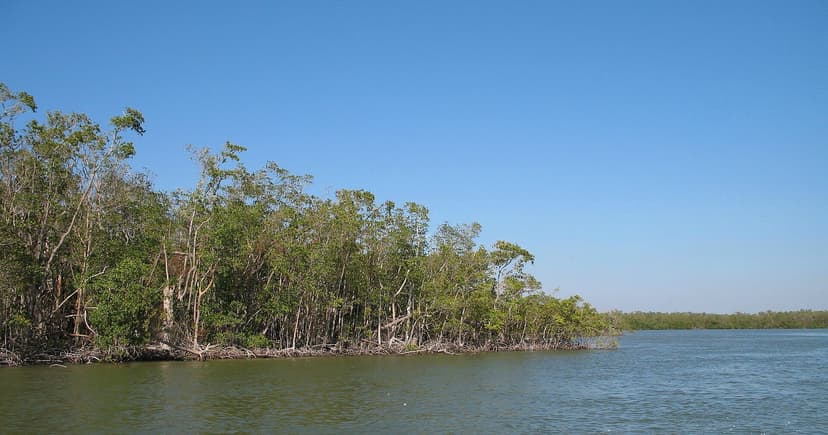 Real Everglades: mangroves on the water's edge, photographed by Marc Ryckaert, CC BY 3.0.