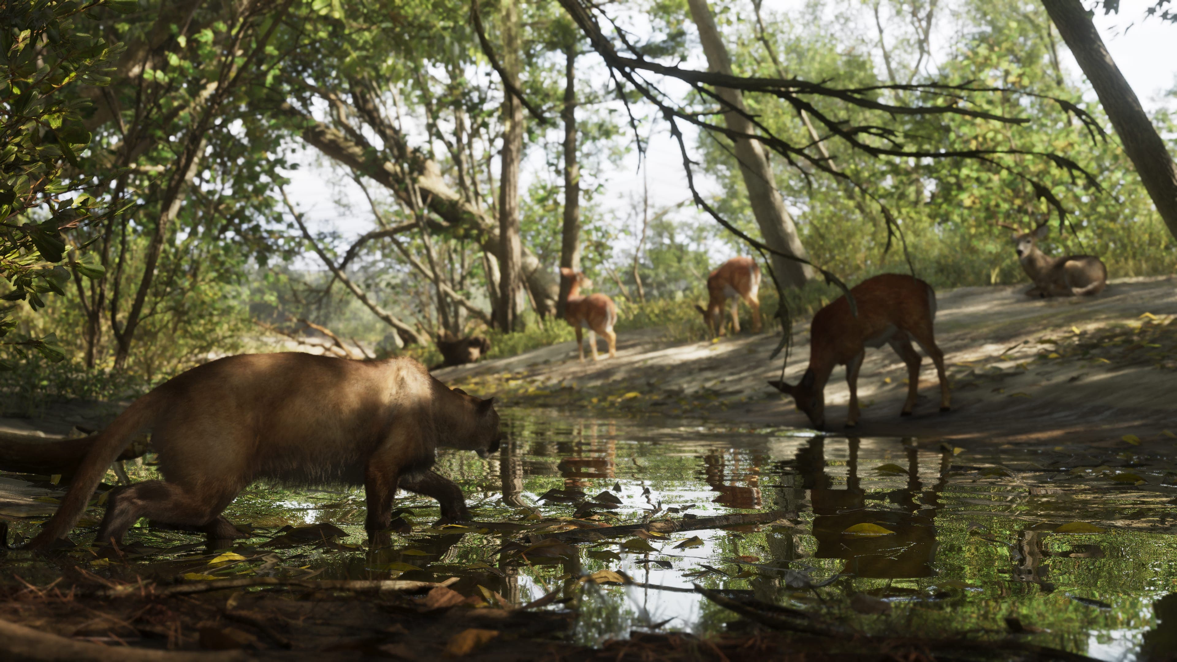 A cougar stalks a herd of deer drinking from a shallow stream in Mount Kalaga National Park